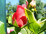 rose
