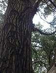 Móki