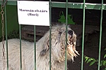 Ebadta "politikus"