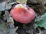 Közelről