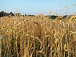 Gabona