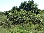 Rejtekadó bokor