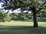 Tisztás