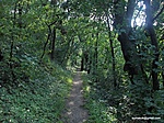 Ösvény