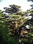 Libanoni cédrus...
