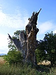 A darázsfészek rejtek fa