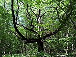 Tanösvény 6