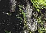Padragi szikla