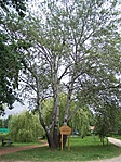 Nyárfa