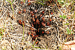 Verőköltő bodobács (Pyrrhocoris apterus)