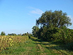 Ösvényen