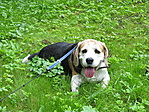 Soma a beagle