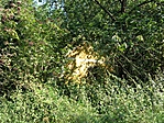 Enyészet