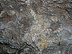 borsókövek