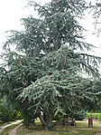 cédrus