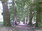 A platánok.