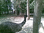 Emu