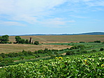napraforgó felől