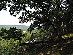 Gímes - Gesztenyés 01