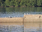 Sirályok a beton gáton
