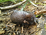 Ládaőr
