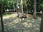 Emu