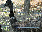 Emu mosolyog