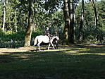 Lovagolni is lehet