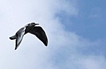 Dankasirály (Larus ridibundus)