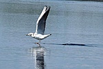 Dankasirály (Larus ridibundus)