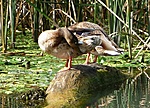 Tőkés réce (Anas platyrhynchos)