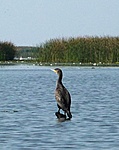Nagy kárókatona (Phalacrocorax carbo)