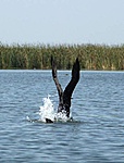 Nagy kárókatona (Phalacrocorax carbo)