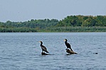 Nagy kárókatona (Phalacrocorax carbo)