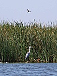 Szürke gém (Ardea cinerea)