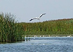 Szürke gém (Ardea cinerea)