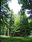 Mamutfenyő-liget