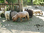 kedvenceink2
