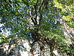 Élniakarás