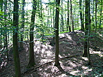 Erdőrészlet