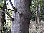 Vezetékes fa