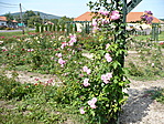 rózsakert