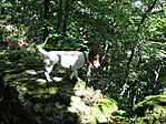 a salgóvárnál