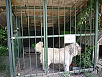 A harapós Marosán elvtárs