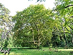 A 'Hédervár'-platán