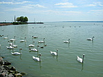 Balaton
