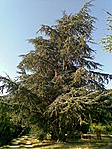 Fenyő