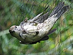 Szakavatott kiszedőket megvártuk