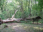 Tanösvényen