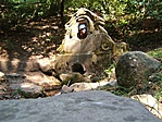Forrás